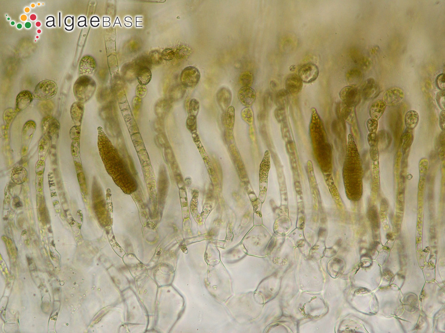 Mesogloia vermiculata (Smith) S.F.Gray