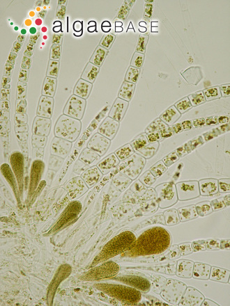 Myriactula rivulariae (Suhr ex Areschoug) Feldmann