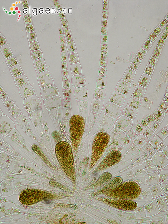 Myriactula rivulariae (Suhr ex Areschoug) Feldmann