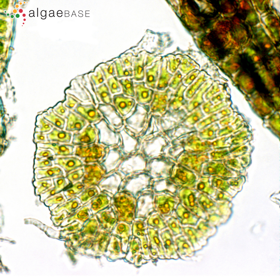 Phycopeltis epiphyton Millardet