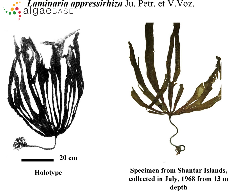 Laminaria appressirhiza J.E.Petrov & V.B.Vozzhinskaya