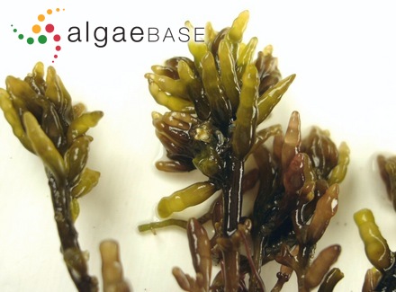Gastroclonium pacificum (E.Y.Dawson) C.F.Chang & B.M.Xia