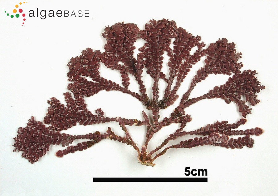 Alatocladia yessoensis (Yendo) P.W.Gabrielson, K.A.Miller & Martone