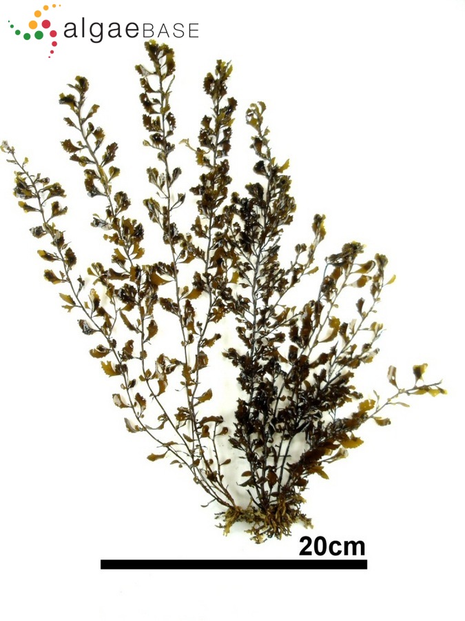 Sargassum hemiphyllum (Turner) C.Agardh