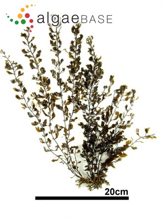 Sargassum hemiphyllum (Turner) C.Agardh