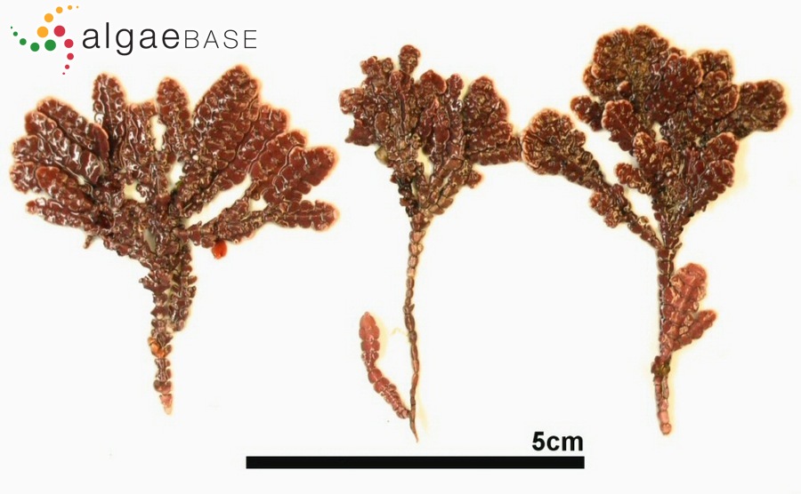 Alatocladia yessoensis (Yendo) P.W.Gabrielson, K.A.Miller & Martone