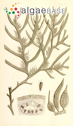 Scytothalia dorycarpa (Turner) Greville