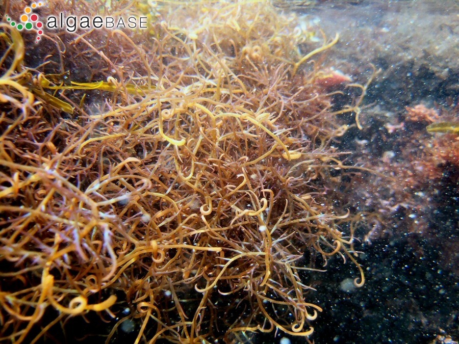 Hypnea japonica Tanaka