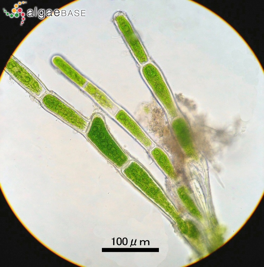 Pseudocladophora conchopheria (Sakai) Boedeker & Leliaert