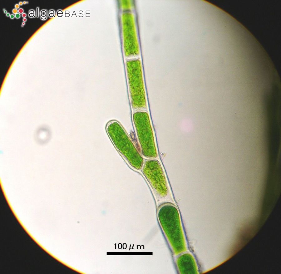 Pseudocladophora conchopheria (Sakai) Boedeker & Leliaert