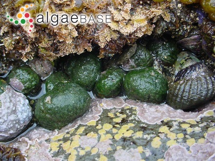 Pseudocladophora conchopheria (Sakai) Boedeker & Leliaert