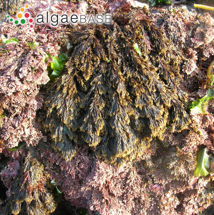 Halopteris scoparia (Linnaeus) Sauvageau
