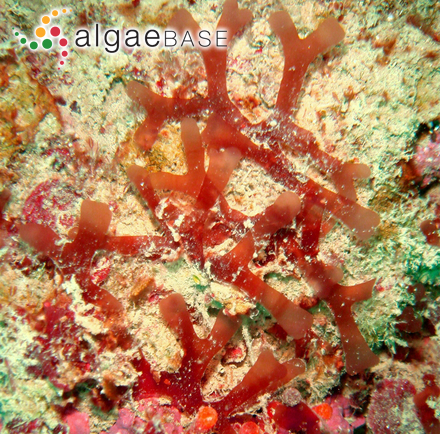 Leptofauchea coralligena Rodríguez-Prieto & De Clerck