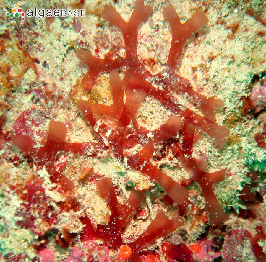 Leptofauchea coralligena Rodríguez-Prieto & De Clerck