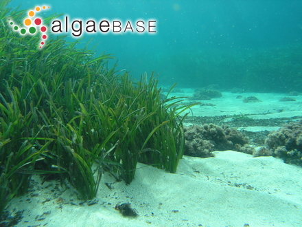 Posidonia oceanica (Linnaeus) Delile