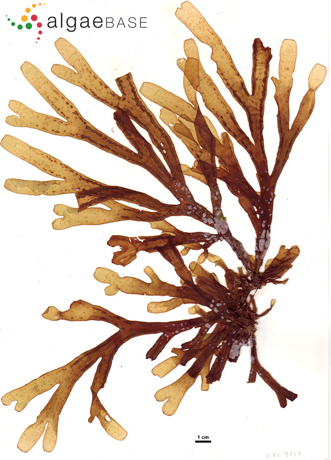Stoechospermum polypodioides (J.V.Lamouroux) J.Agardh