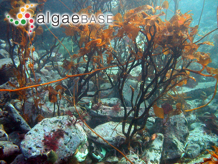 Lessonia trabeculata Villouta & Santelices
