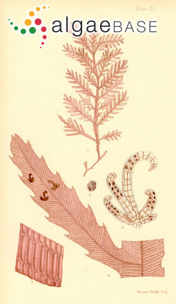 Amansia serrata (Harvey) Womersley