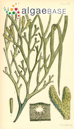 Xiphophora gladiata (Labillardière) Montagne ex Kjellman