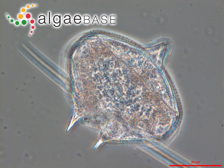 Protoperidinium depressum (Bailey) Balech