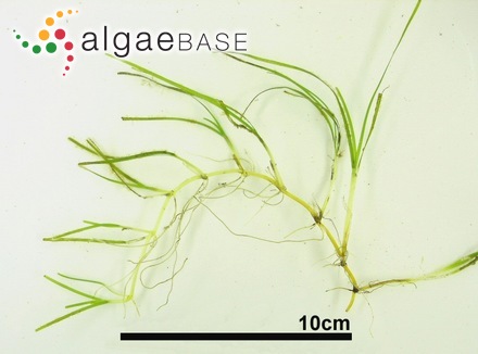 Nanozostera japonica (Ascherson & Graebner) Tomlinson & Posluszny