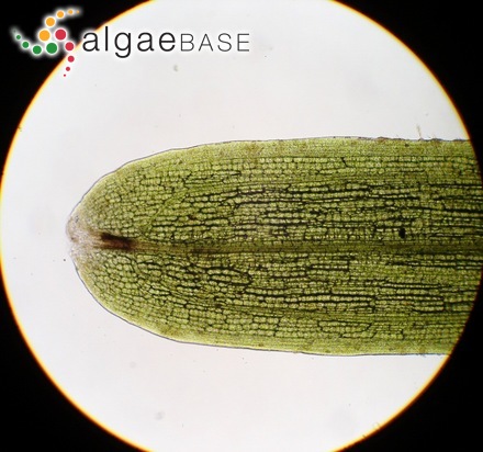 Nanozostera japonica (Ascherson & Graebner) Tomlinson & Posluszny