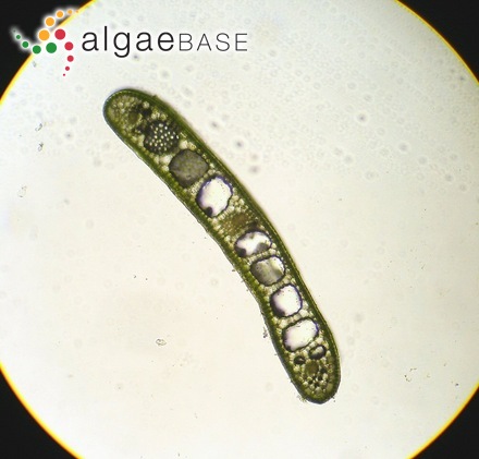 Nanozostera japonica (Ascherson & Graebner) Tomlinson & Posluszny