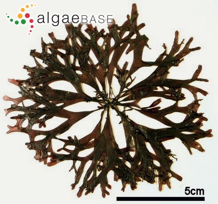 Polyopes prolifer (Hariot) Kawaguchi & Wang