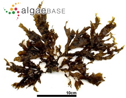 Dictyopteris pacifica (Yendo) I.K.Hwang, H.-S.Kim & W.J.Lee