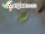Monomorphina pyrum (Ehrenberg) Mereschkowsky