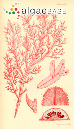 Hypoglossum harveyanum (J.Agardh) Womersley & Shepley