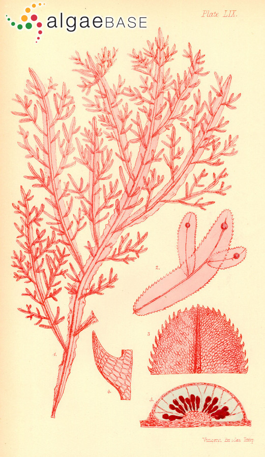 Hypoglossum harveyanum (J.Agardh) Womersley & Shepley