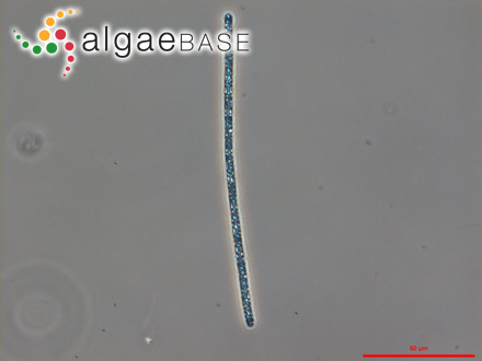 Planktothrix suspensa (Pringsheim) Anagnostidis & Komárek