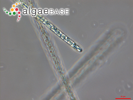 Planktothrix suspensa (Pringsheim) Anagnostidis & Komárek