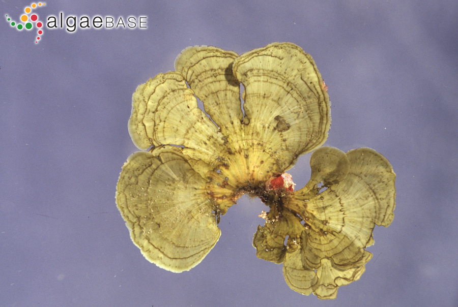 Lobophora variegata (J.V.Lamouroux) Womersley ex E.C.Oliveira