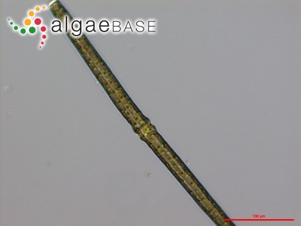 Pleurotaenium trabecula Nägeli
