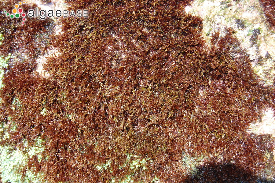 Pterocladiella caerulescens (Kützing) Santelices & Hommersand