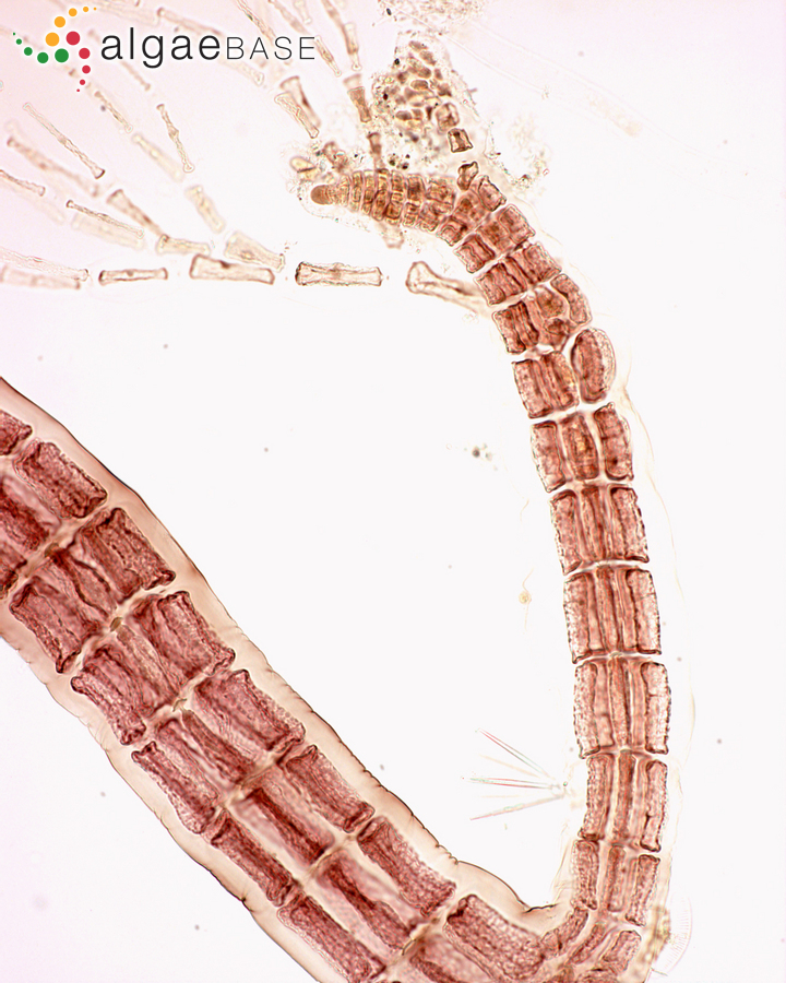 Lophosiphonia obscura (C.Agardh) Falkenberg