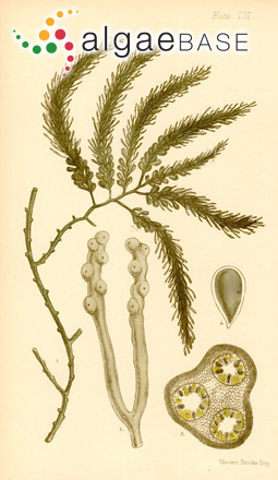Cystophora botryocystis Sonder