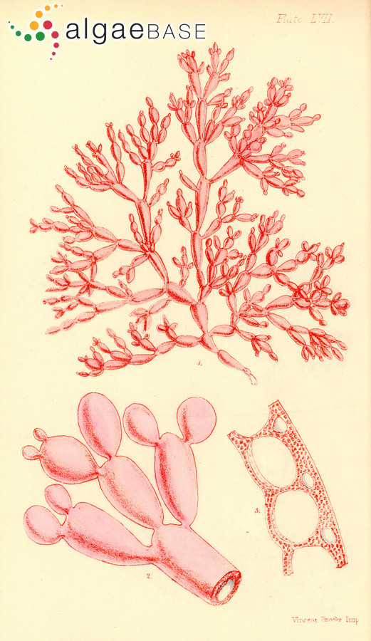 Coelarthrum cliftonii (Harvey) Kylin