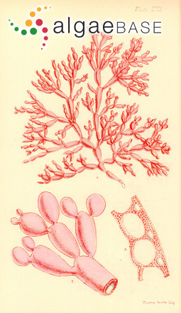 Coelarthrum cliftonii (Harvey) Kylin