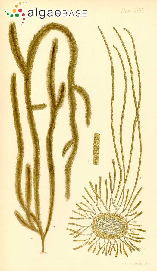 Myriogloea sciurus (Harvey) Kuckuck ex Oltmanns