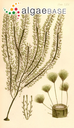 Encyothalia cliftonii Harvey