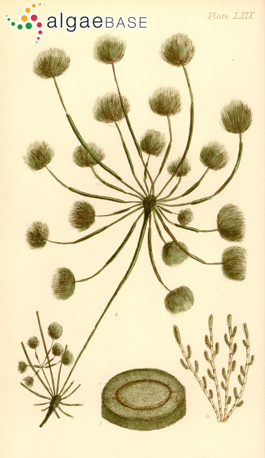 Bellotia eriophorum Harvey
