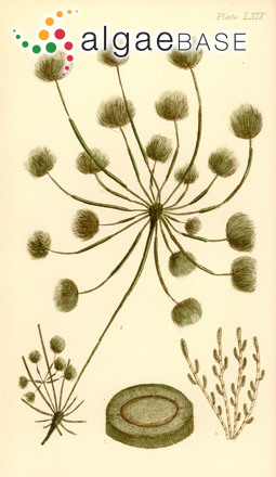 Bellotia eriophorum Harvey