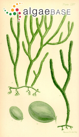 Caulerpa simpliciuscula (R.Brown ex Turner) C.Agardh