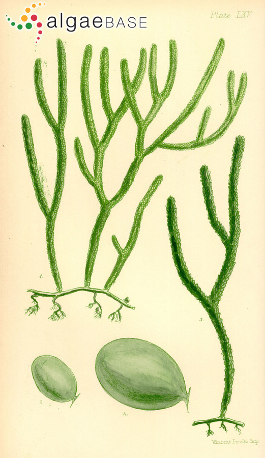 Caulerpa simpliciuscula (R.Brown ex Turner) C.Agardh