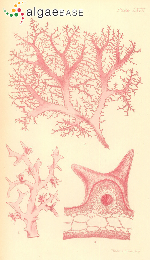 Gloioderma halymenioides (Harvey) J.Agardh
