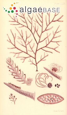 Psilothallia striata (Harvey) F.Schmitz