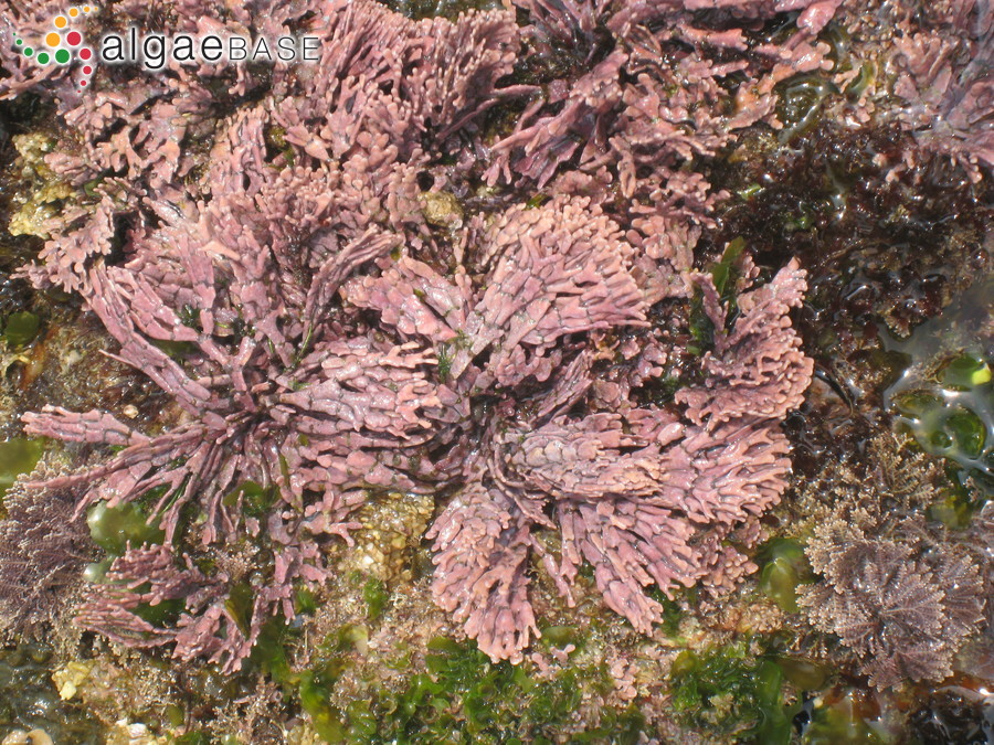 Amphiroa foliacea J.V.Lamouroux